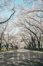 本色成人在线视频-本色成人在线视频，理性审视与边界意识